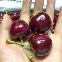  WVF维洲樱花车厘子2kg 礼盒装 樱桃水果精美礼盒 送礼