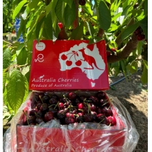 上新价！澳洲红袋鼠新南威尔士车厘子2kg礼盒装 澳洲水果樱桃  精美礼盒送礼