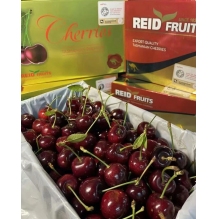  预售 澳洲顶级Reid FRUITS(塔斯马尼亚州）金袋鼠水果车厘子大樱桃2KG（4斤） 果园直发 澳洲进口 顺丰冷链直邮包邮  