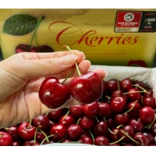  预售 澳洲顶级Reid FRUITS(塔斯马尼亚州）金袋鼠水果车厘子大樱桃2KG（4斤） 果园直发 澳洲进口 顺丰冷链直邮包邮  