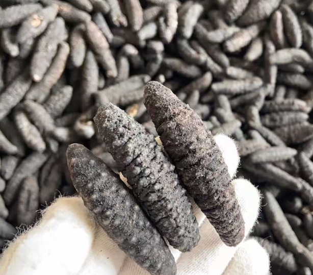 澳洲短刺黑刺参500g 澳洲野生海参