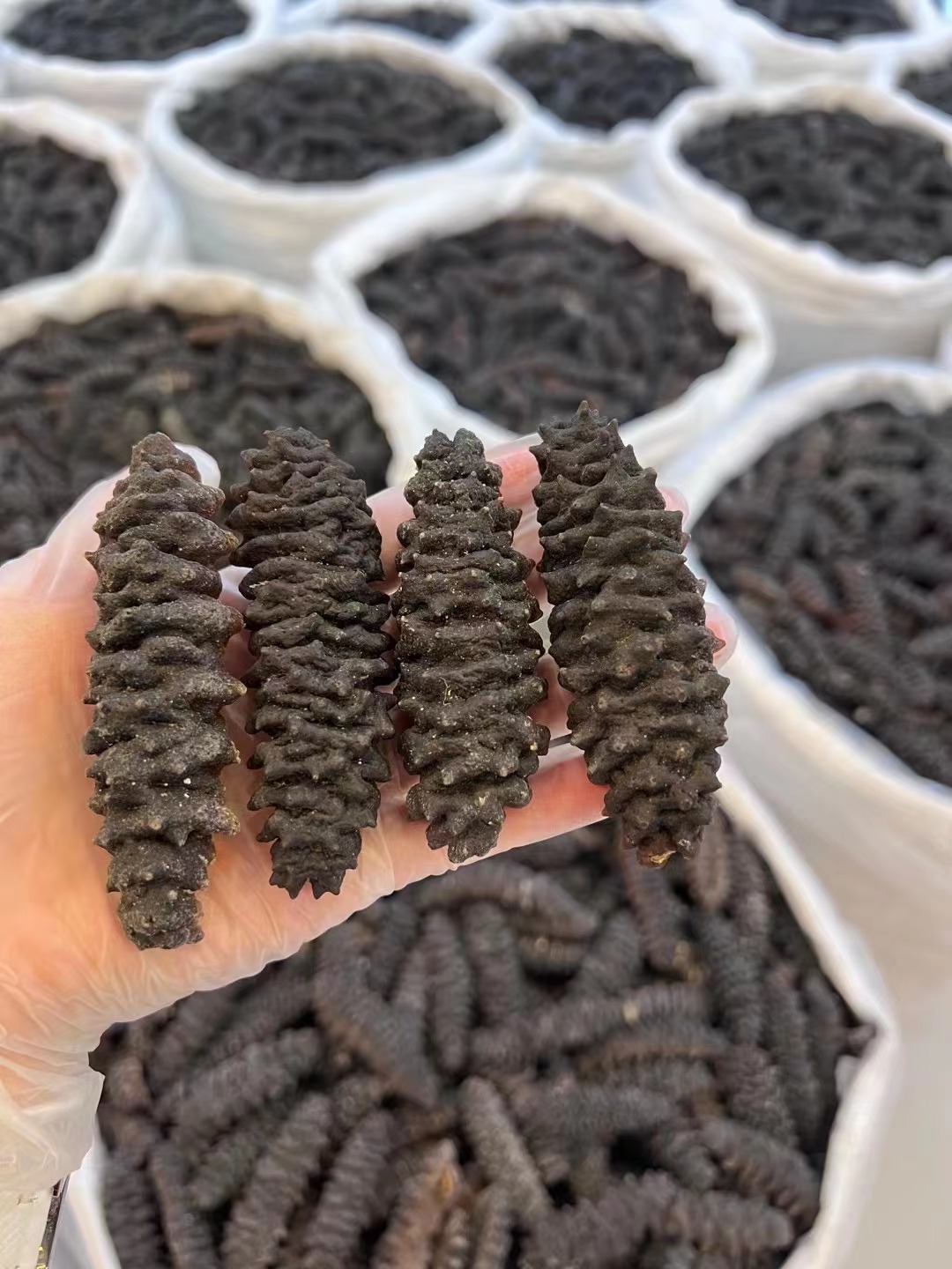 澳洲桂花黑刺参500g  澳洲野生海参 滋补营养品 美容养颜 预防三高