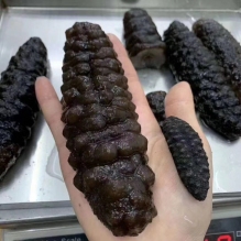 澳洲短刺黑刺参500g 澳洲野生海参