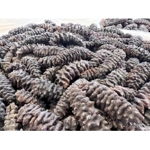 澳洲桂花黑刺参500g  澳洲野生海参 滋补营养品 美容养颜 预防三高