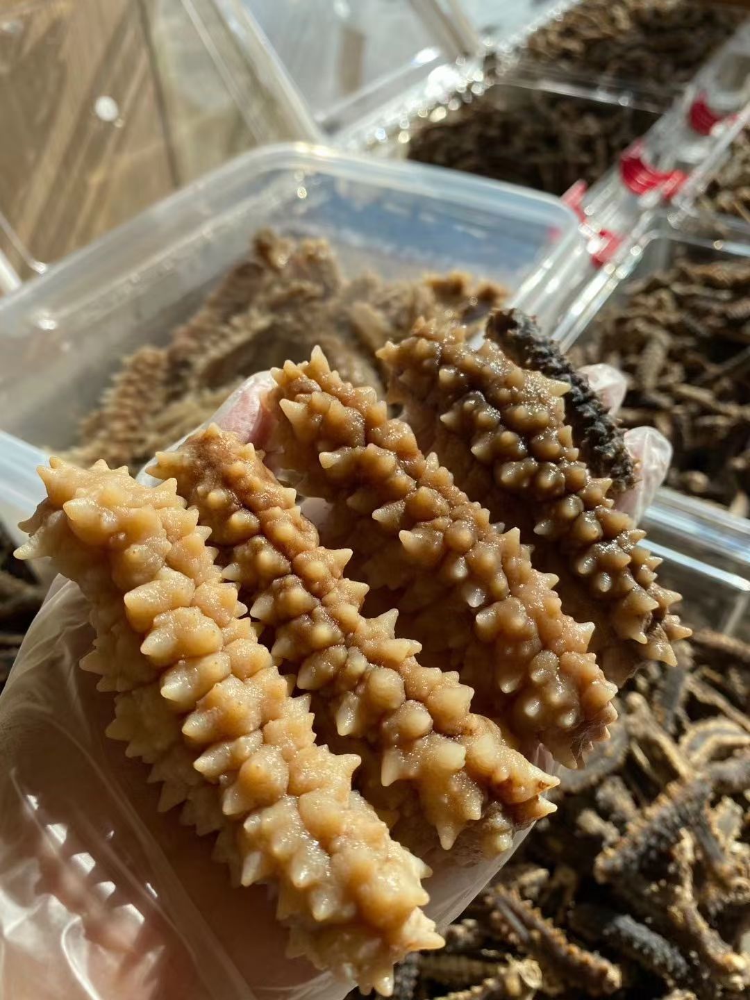 新西兰南冰刺参500g