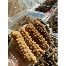 新西兰南冰刺参500g