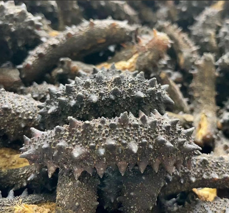 澳洲极品黑刺参（泡发率最高）澳洲野生极品黑刺参海参