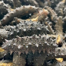 澳洲极品黑刺参（泡发率最高）澳洲野生极品黑刺参海参