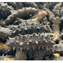 澳洲极品黑刺参（泡发率最高）澳洲野生极品黑刺参海参